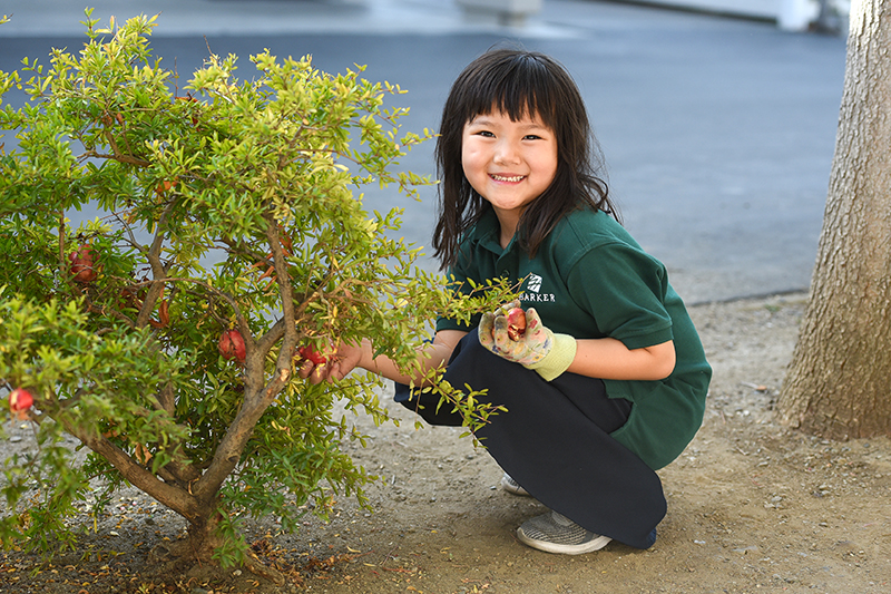 Lower School Pomegranate Picking