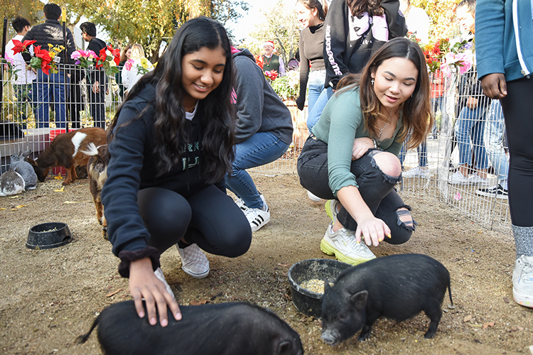 Upper School Petting Zoo